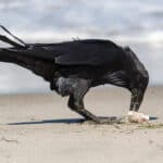 A wild raven with a caught fish on Santa Rosa Island in Channel Islands National Park.