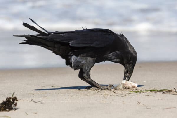A wild raven with a caught fish on Santa Rosa Island in Channel Islands National Park.