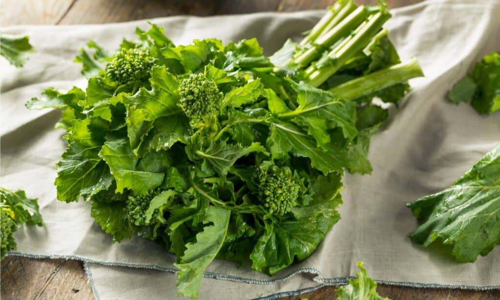 Broccolini vs Broccoli Rabe