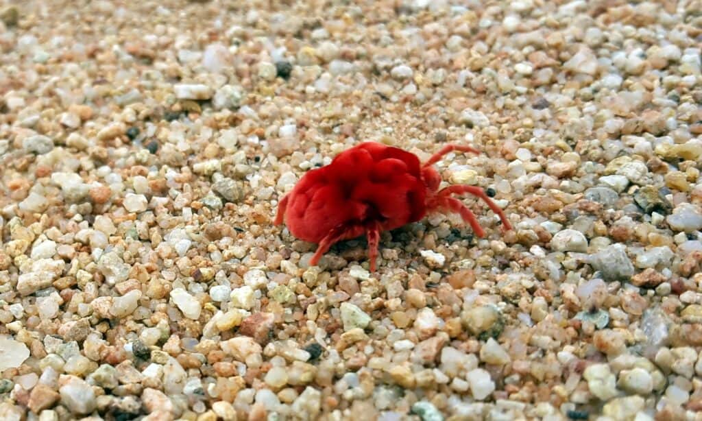 Red Bug Mite Chigger Trombiculidae Picture Id504490982 1024x614 