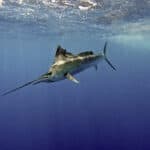 Sailfish
