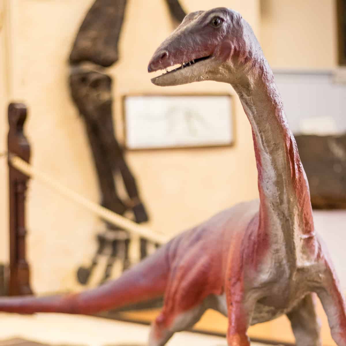 4 Dinosaurs that Lived in Massachusetts (And Where to See Fossils Today