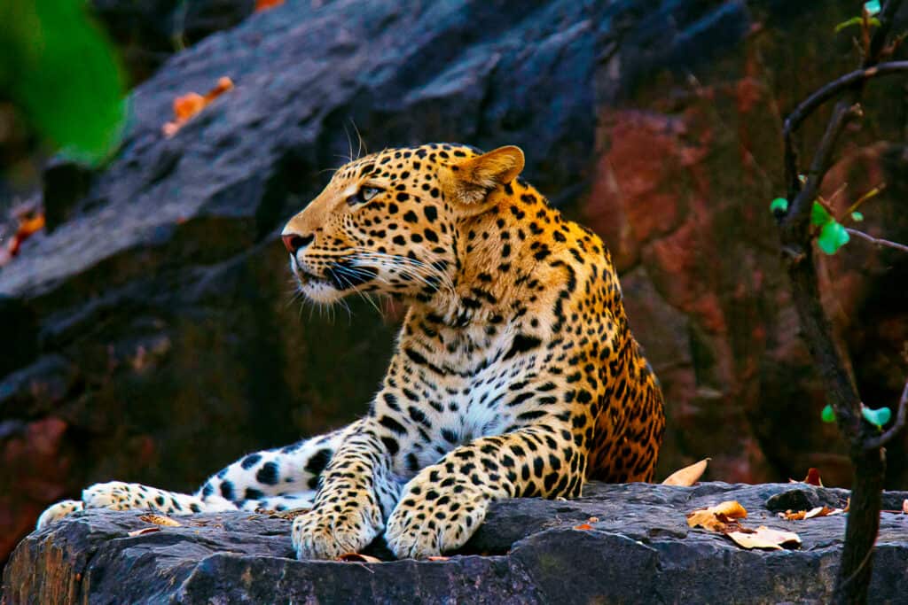 An Indian leopard relaxing on some rocks