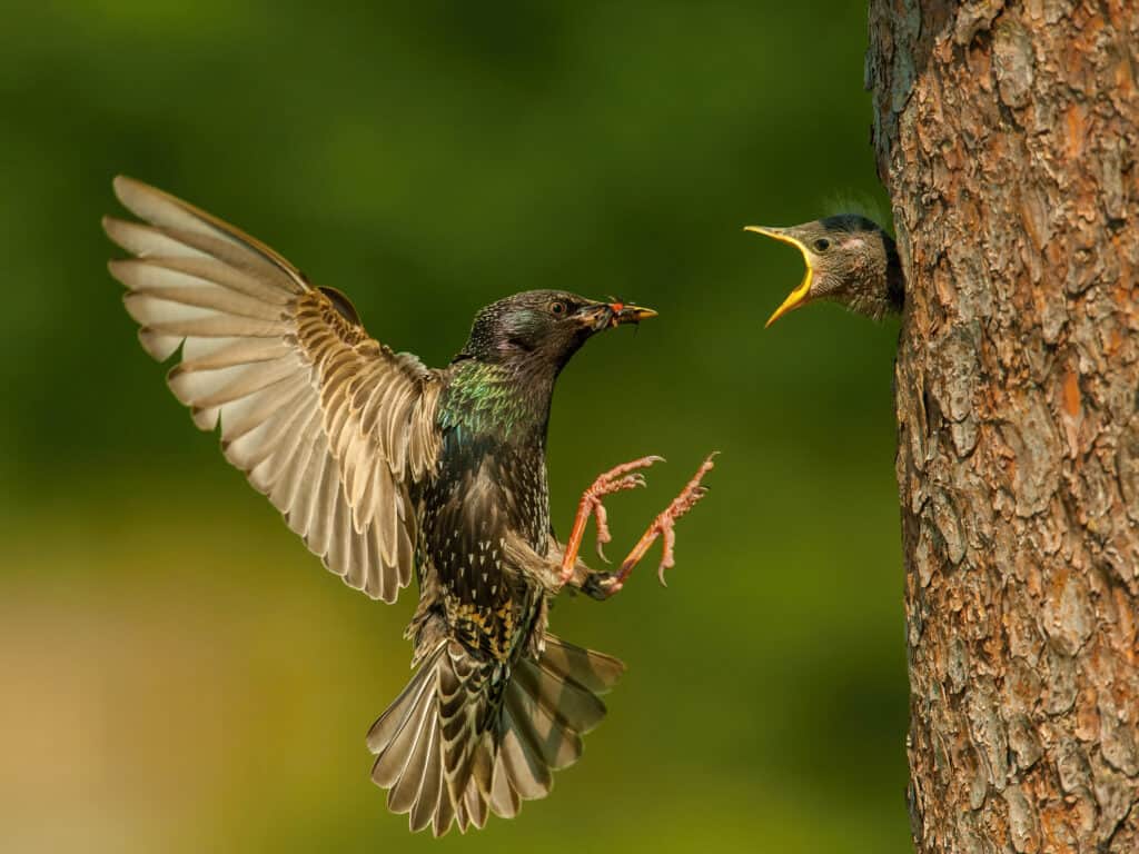 European starling approaching nest in a tree to feed its chick