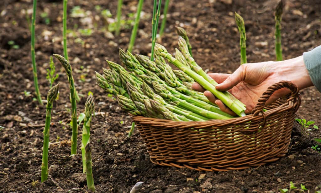 asparagus vs broccoli