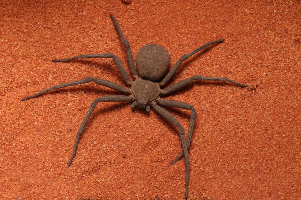 A six-eyed sand spider rests on top of rust-colored sand