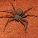 Recluse spider