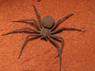 A Watch How Quickly This Six-Eyed Sand Spider “Disappears”
