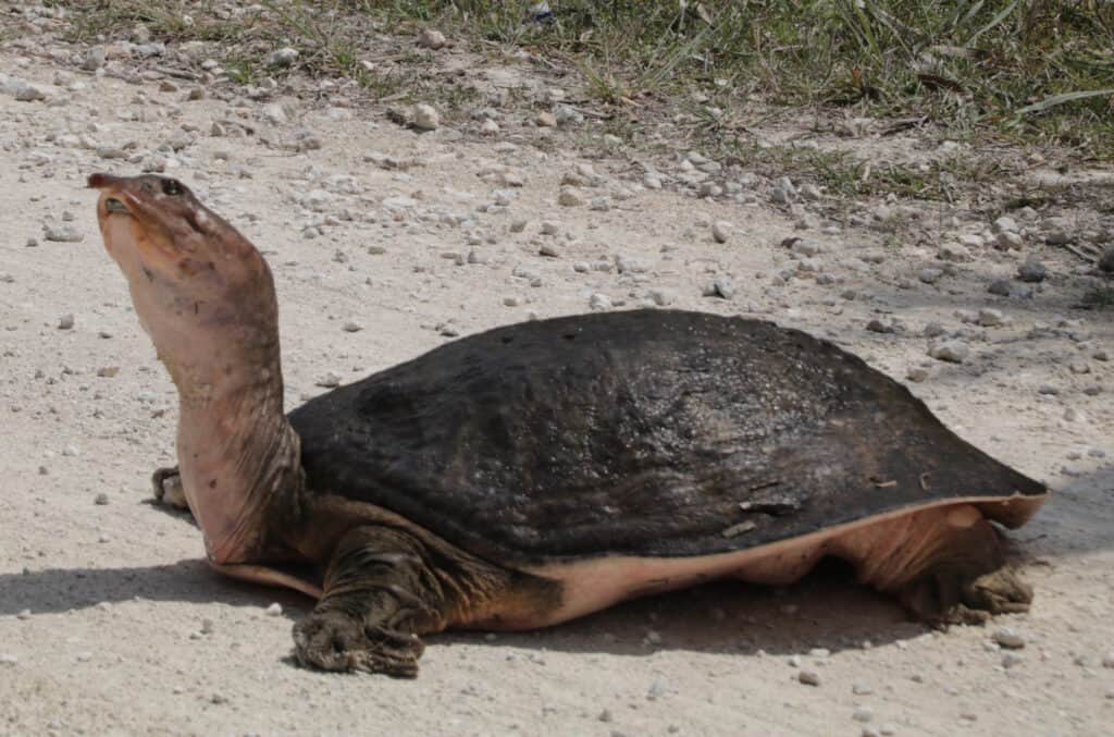 A spiny soft shell turtle on a a beach with its neck stretched out looking around