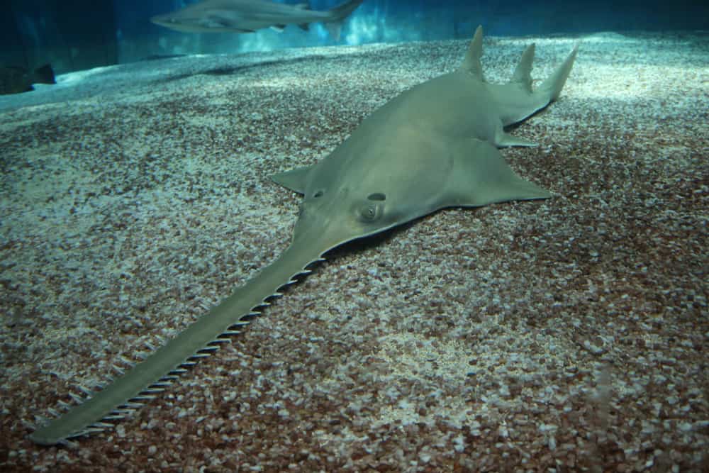 Scientists just discovered a weird new shark that glows in the dark, so  they officially named it the 'ninja lanternshark