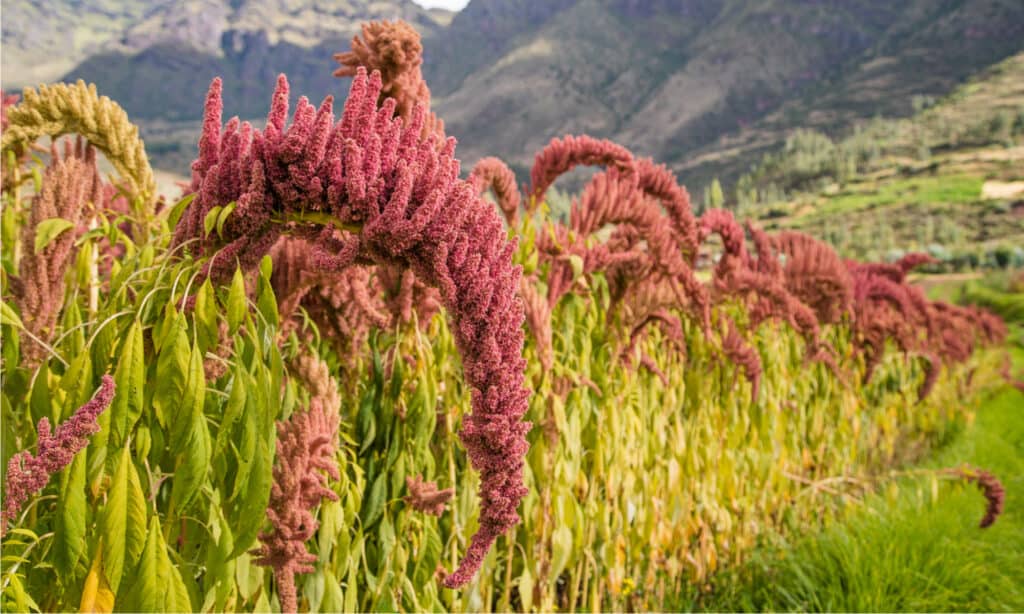 amaranth vs quinoa