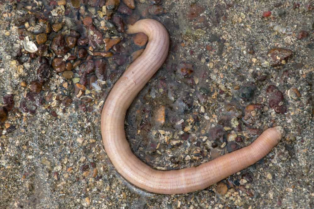 Ribbon Worms Eat Themselves