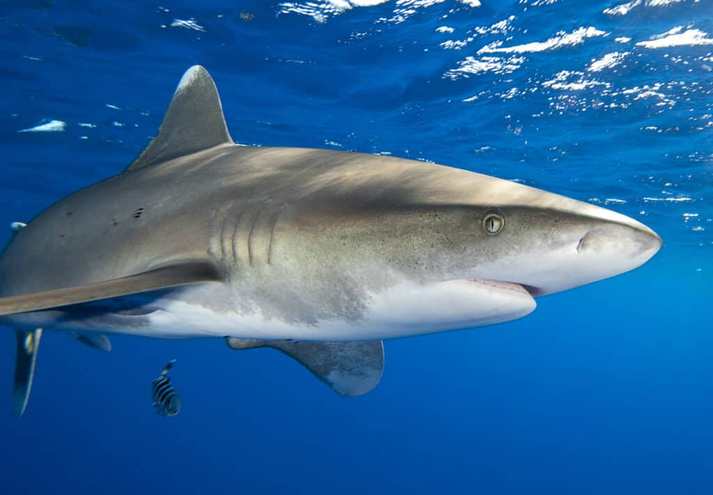 oceanic whitetip shark