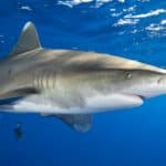 Oceanic Whitetip Shark