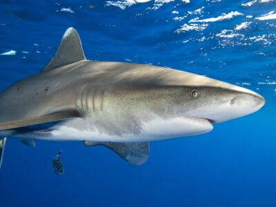 Oceanic Whitetip Shark Picture