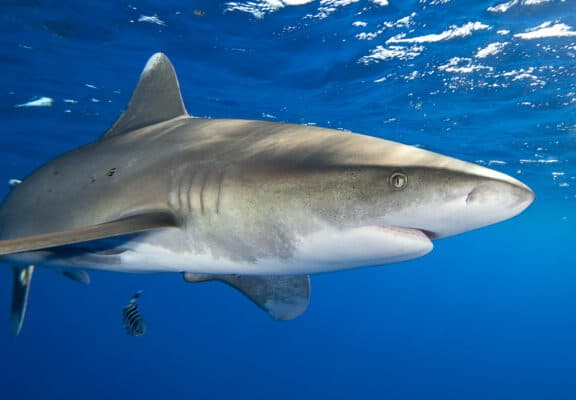 The 10+ Sharks Found Off Puerto Rico's Beaches - A-Z Animals