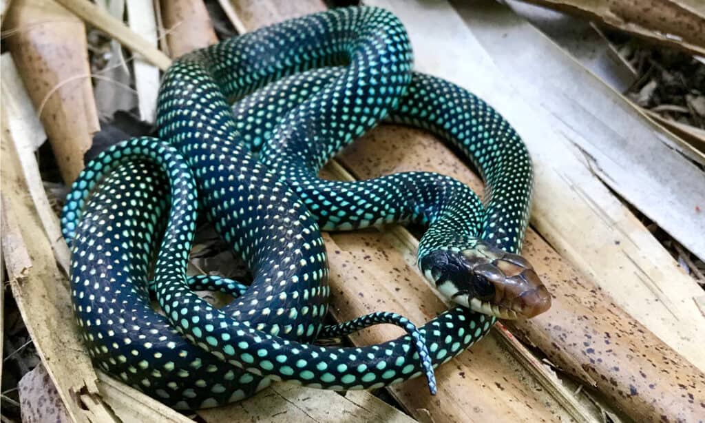 Arkansas teacher, students reproduce endangered snake species in class