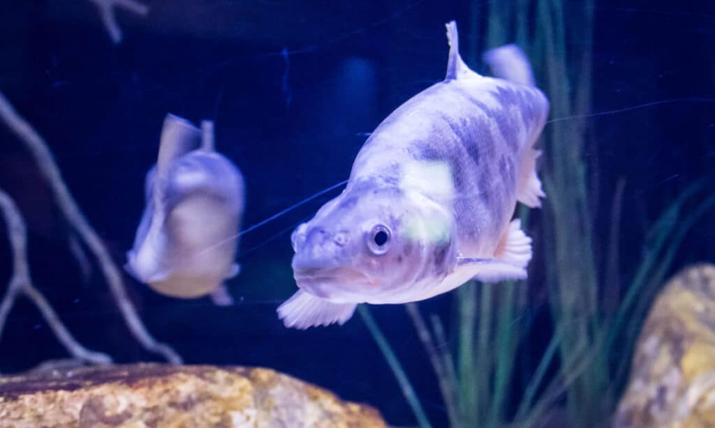 Humpback chub (Gila cypha)