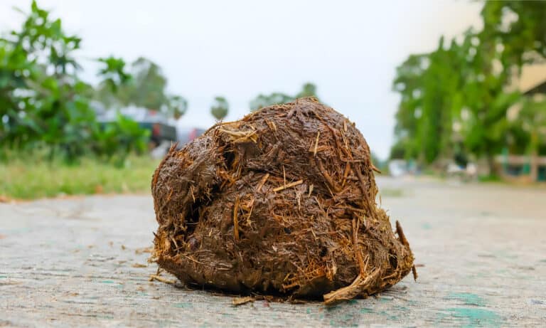 Elephant Poop: Everything You've Ever Wanted to Know - A-Z Animals