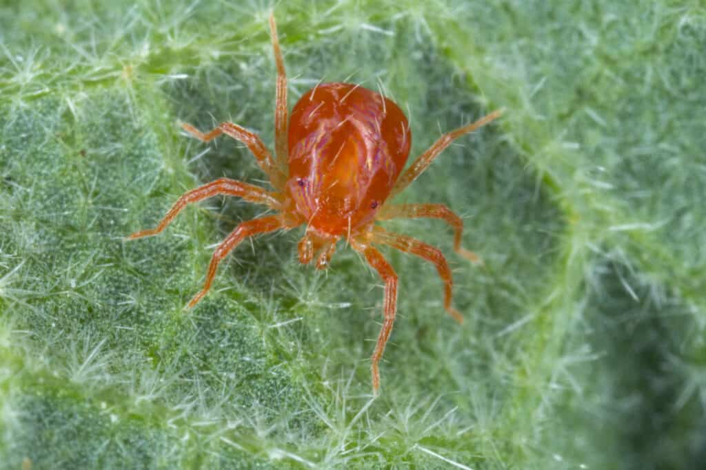 Up Close Photo of a Spider Mite