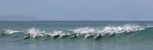 What Is a Group of Dolphins Called? Picture