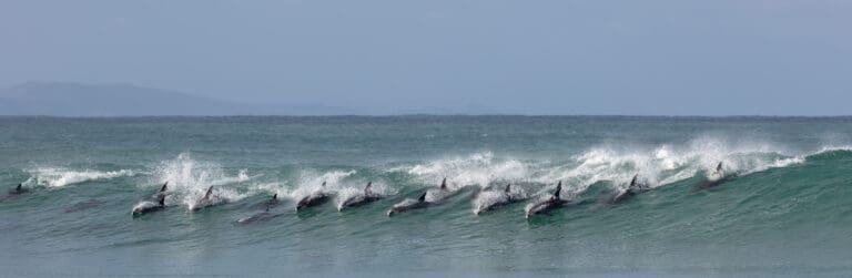 Dolphin pod