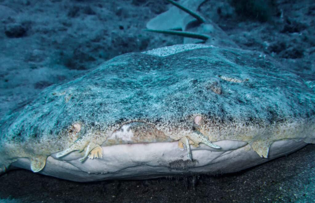 Closeup of Angelshark mouth -- Squatina squatina in the sand