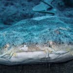 Angel shark