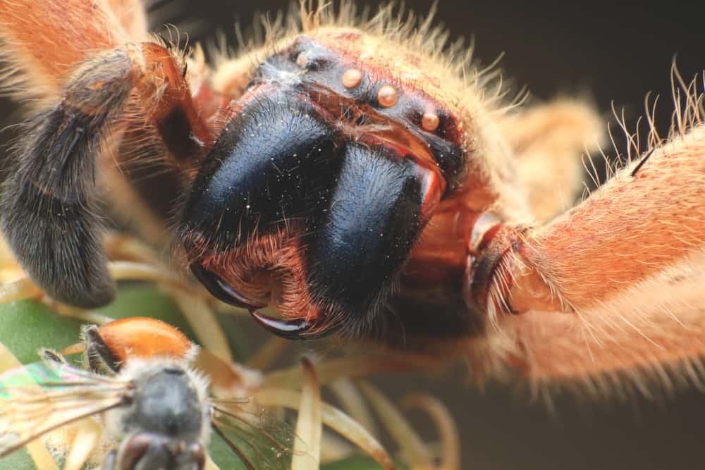 Wolf spider on cactus eat bee.