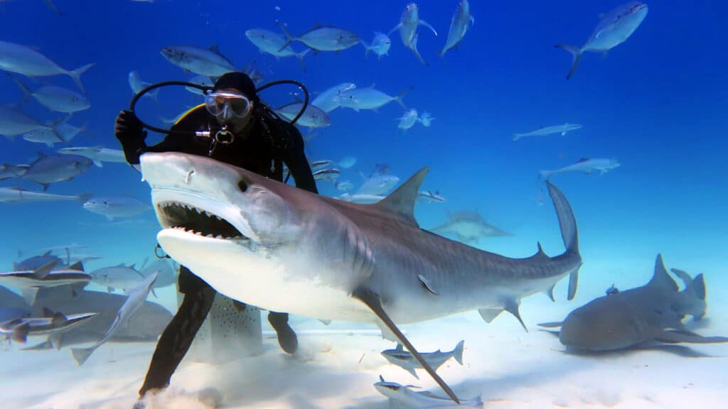 Tiger Sharks lead Beneath The Waves team to Largest Seagrass Bed on Earth -  Beneath The Waves