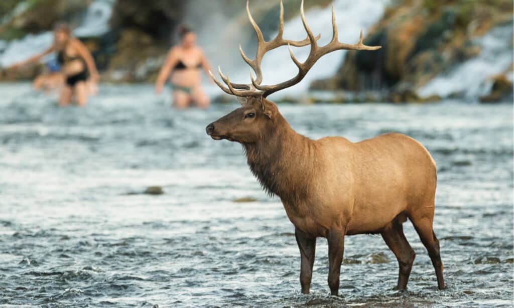 A large brown elk with antlers stands near a lake.