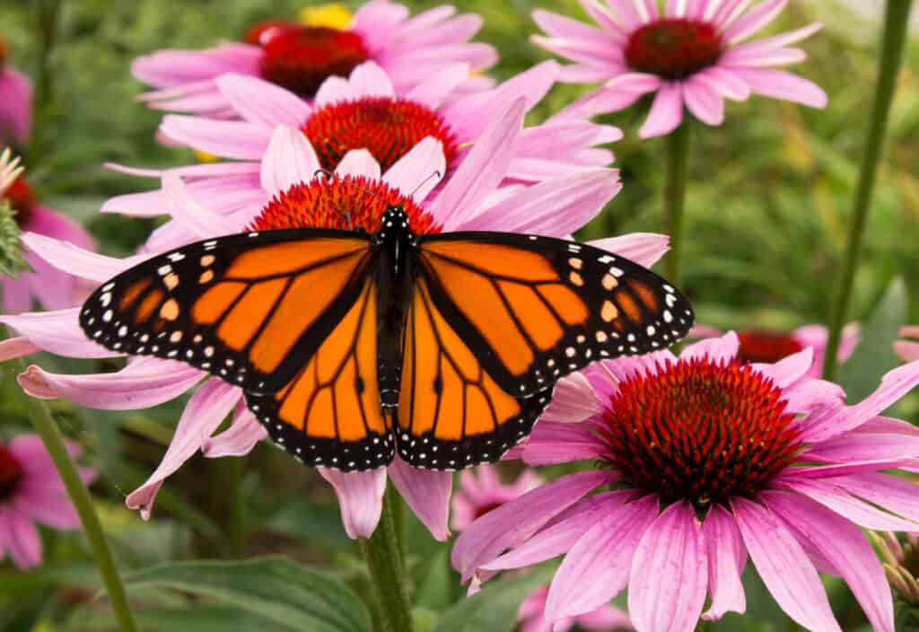 Male,Monarch,Butterfly,Is,A,Pollinator,For,A,Cluster,Of