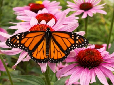 A Monarch Butterfly: Test Your Knowledge!