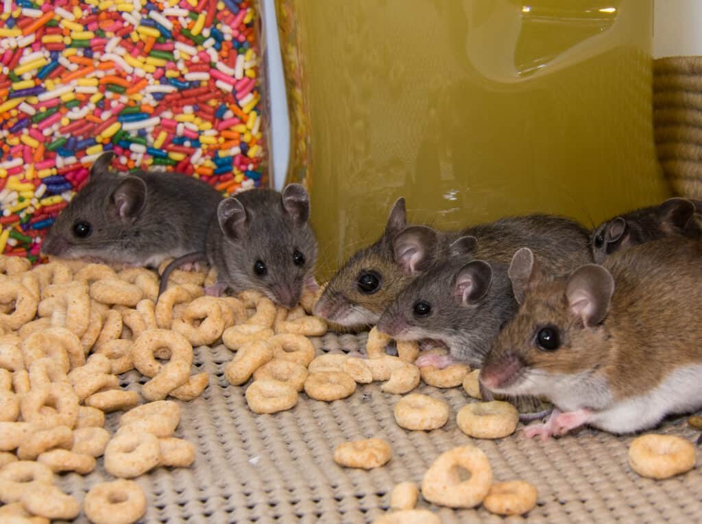 A family of house mice eating spilled cereal off the floor
