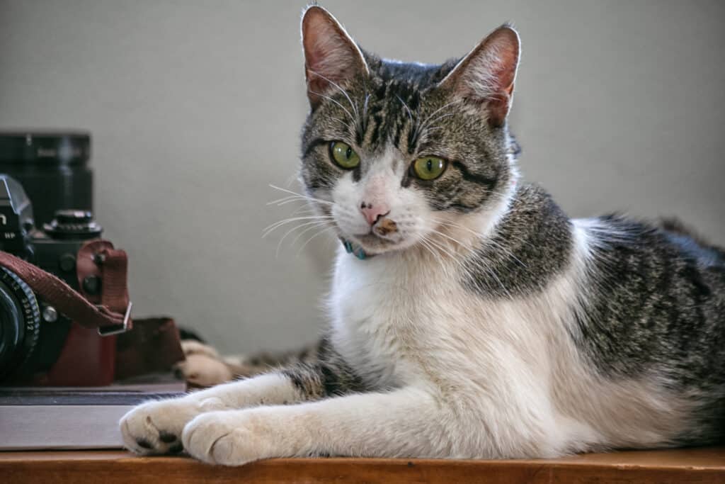 American wirehair cat on desk next to a camera