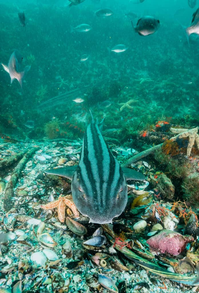 Pyjama shark
