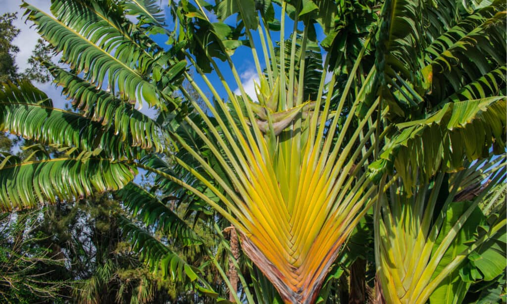 travelers palm vs bird of paradise