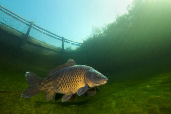 The common carp grows best in larger water bodies with slow currents and a soft sedimentary bed.