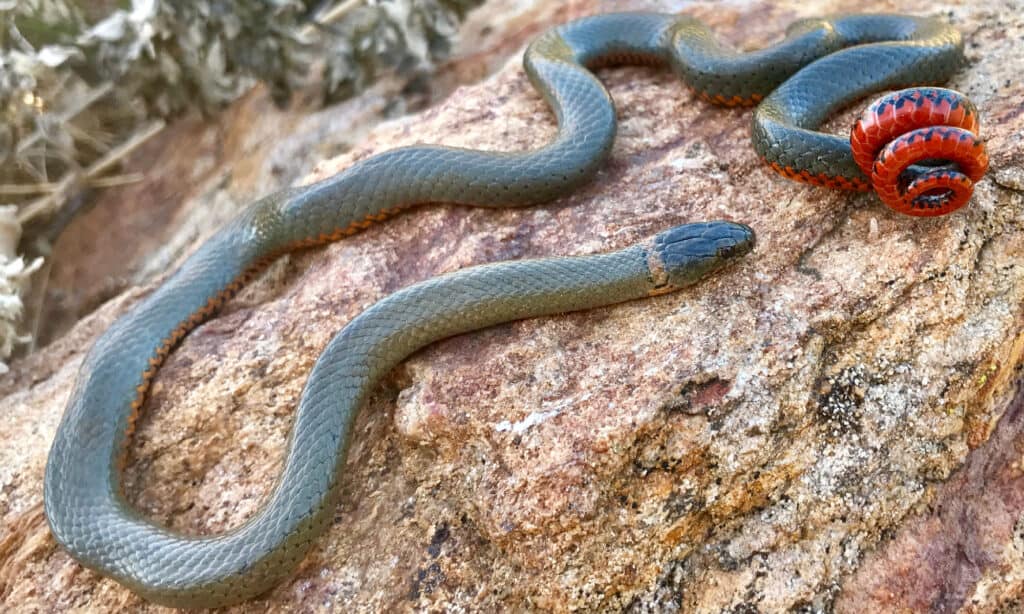 San Diego Ring-necked Snake