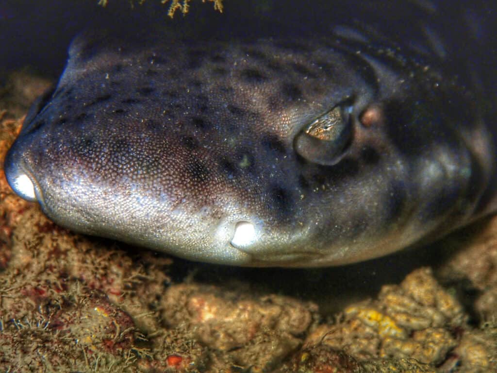 Closeup of a white-spotted bamboo shark's face during a dive in Borneo