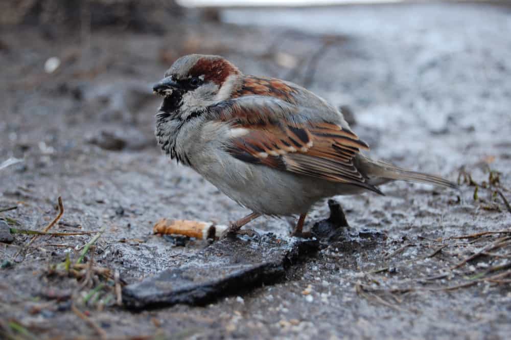 incredible sparrow facts