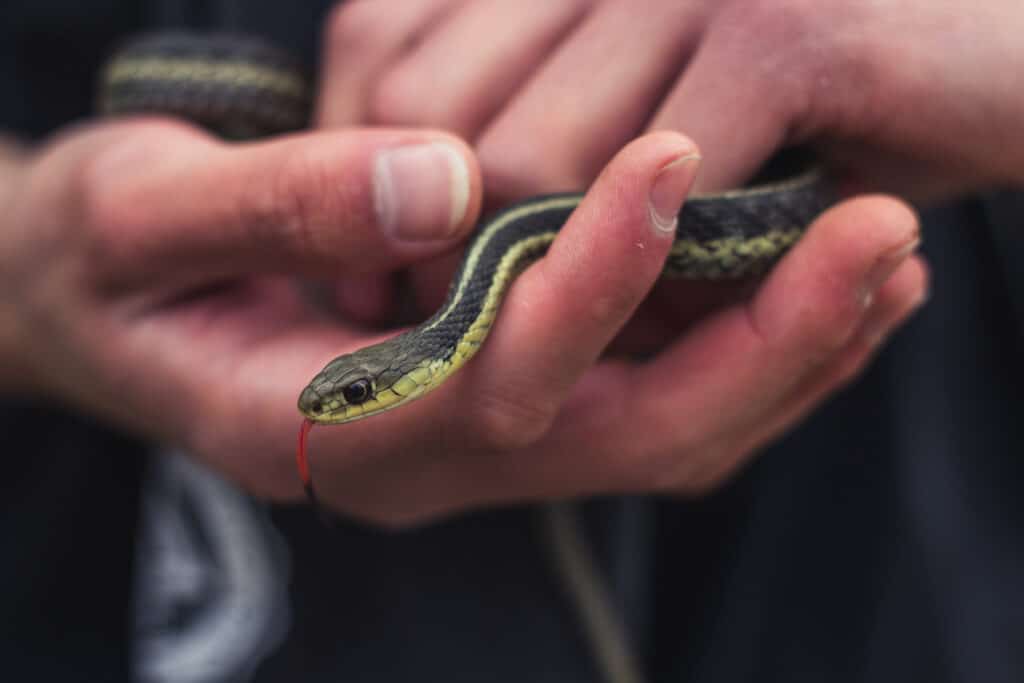 garter snake