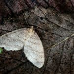 Winter moth