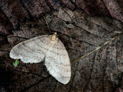 A Winter Moth
