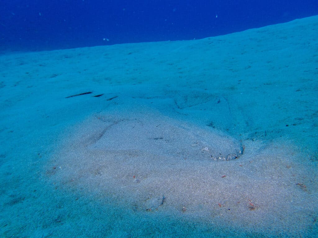 Squatina squatina, or common Angelshark, swimming on ocean bottom