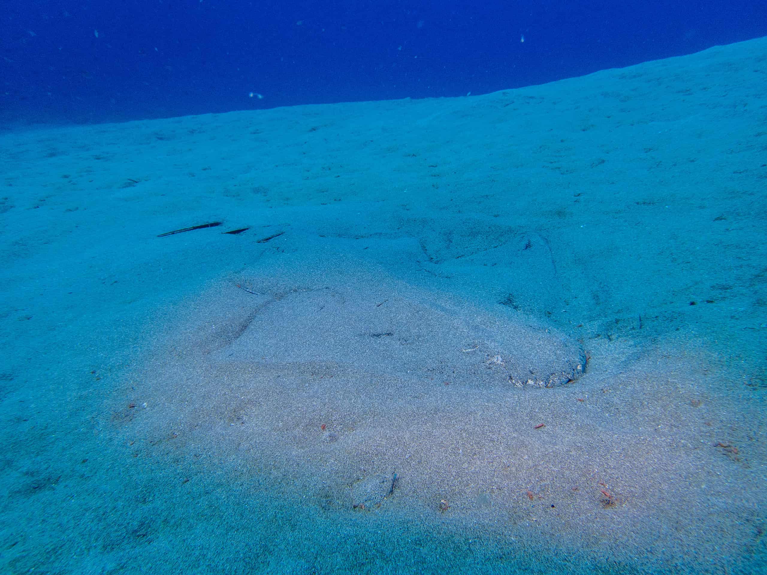 Squatina squatina, or common Angelshark, swimming on ocean bottom