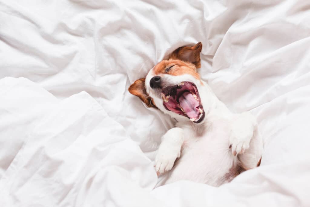 dog yawning