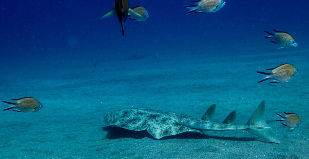 Common Angelshark, Squatina squatina, swimming on the bottom of the ocean among other types of fish