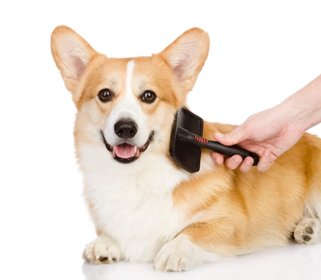 Brushing a Corgi against a white background