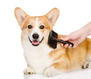 The Best Brushes for Short-Haired Dogs Picture